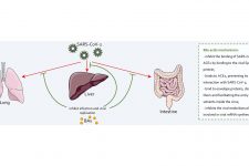 Bile acids and bile acid activated receptors in the treatment of Covid-19 -Just published